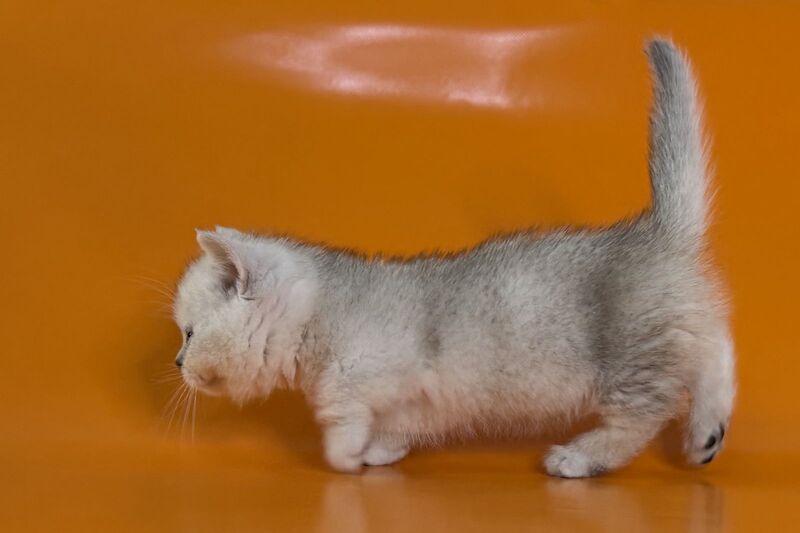 Zur Munchkin male black silver shaded - live animals