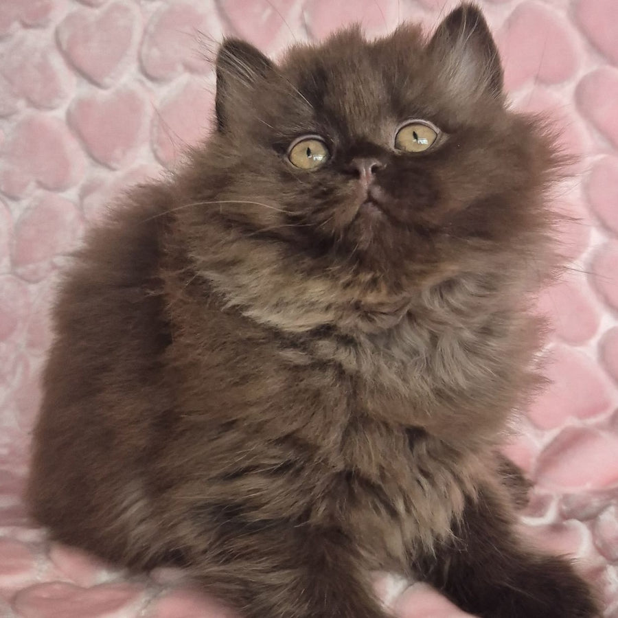 David British Longhair male, chocolate