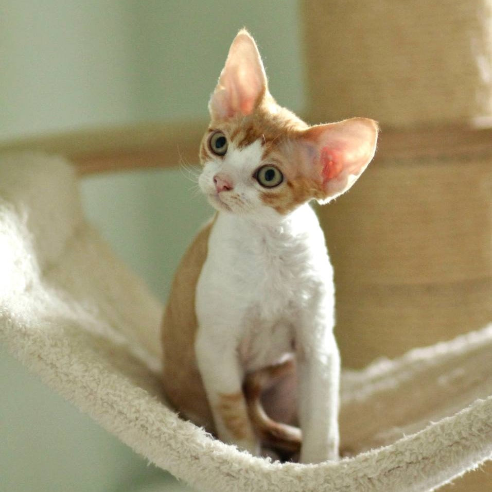 Oscar Devon Rex male, red bicolour