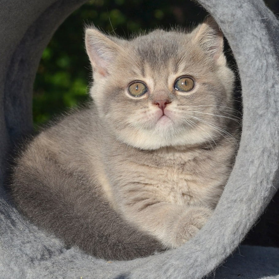 Fifa Scottish Straight female, blue golden ticked tabby
