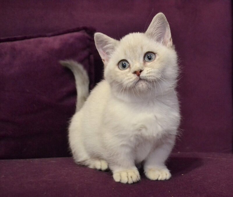 Rafaela Munchkin female blue ticked tabby pointed - live animals