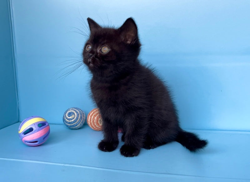 Wex British Shorthair male black - live animals