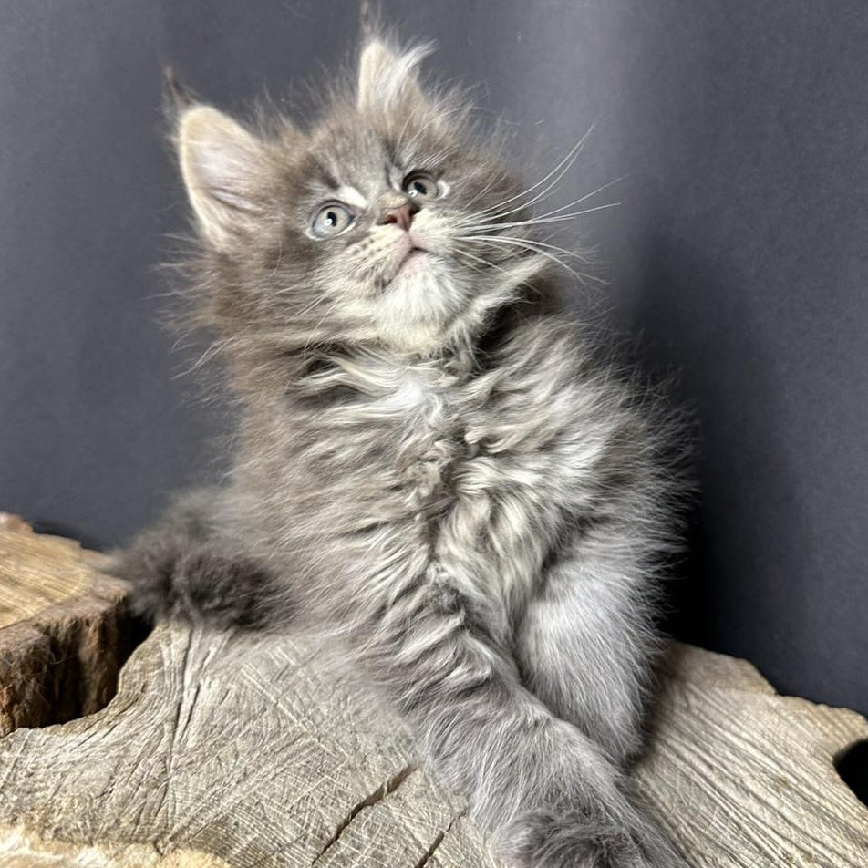 Sony Maine Coon female, blue silver ticked tabby