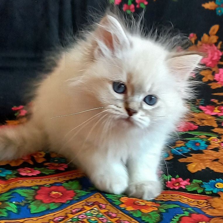 Mathias Siberian male, blue tabby pointed
