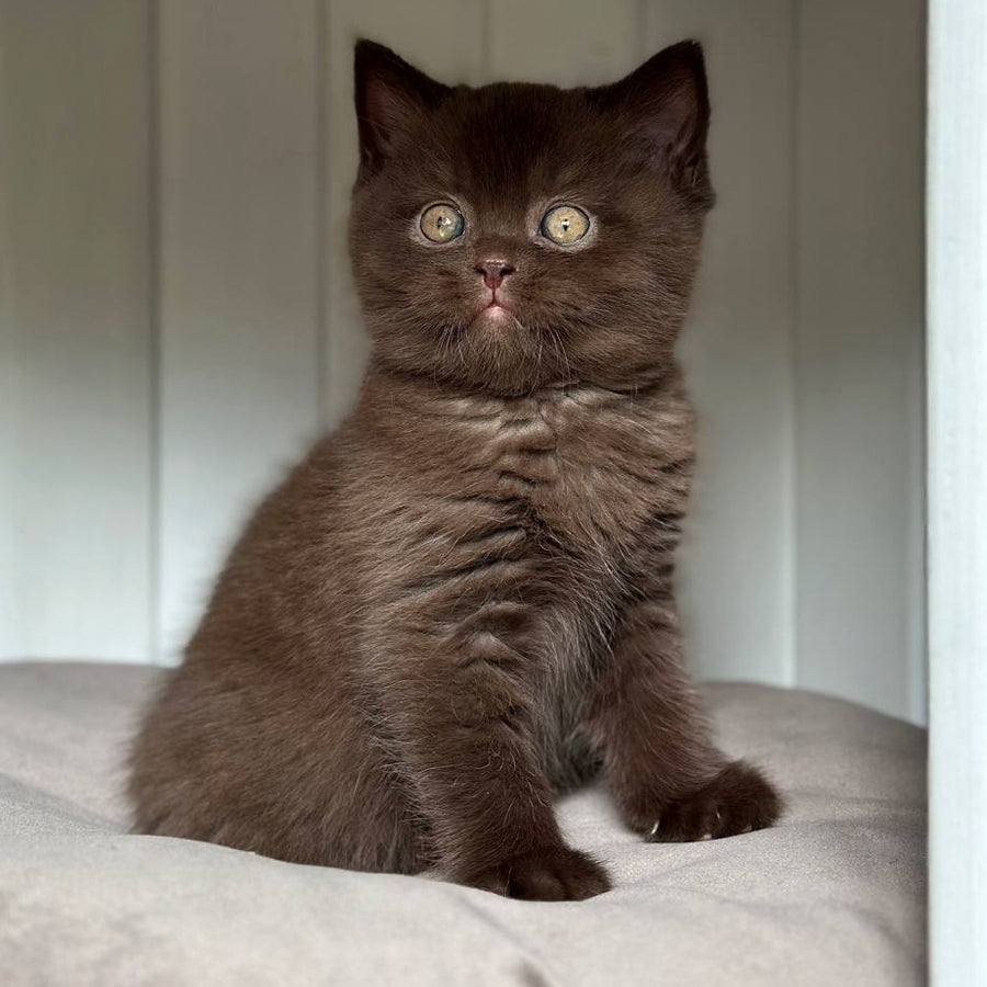 Lousie Scottish Straight male, chocolate