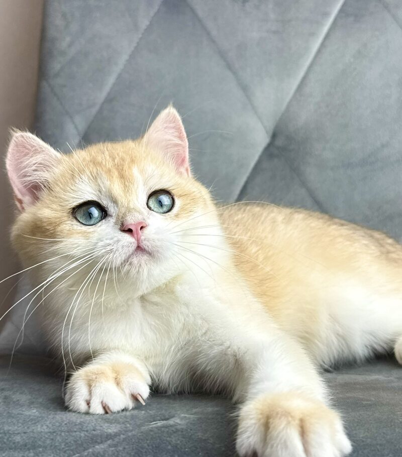 Ike British Shorthair male black golden chinchilla - live animals