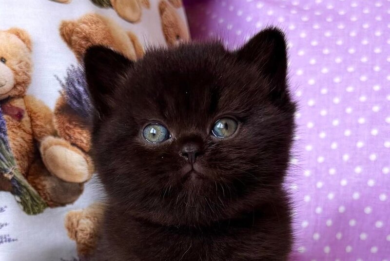 Esmanur British Shorthair female black live animals