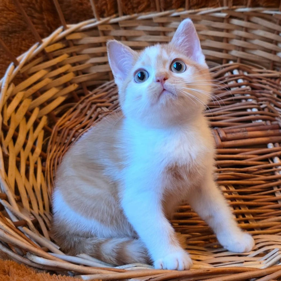 Barney British Shorthair male, red bicolour