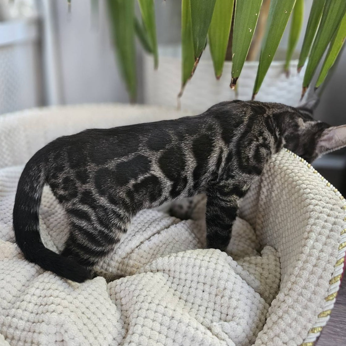 Vega Bengal female, black amber spotted tabby