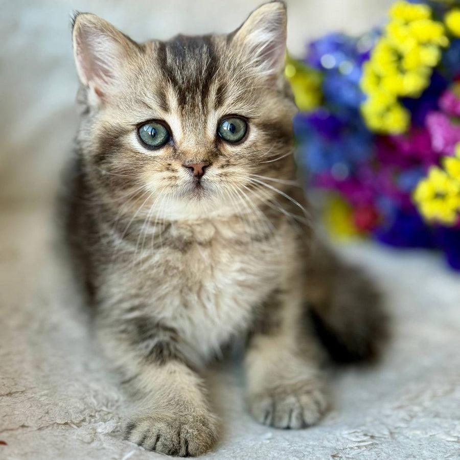 Wally British Shorthair male, black ticked tabby