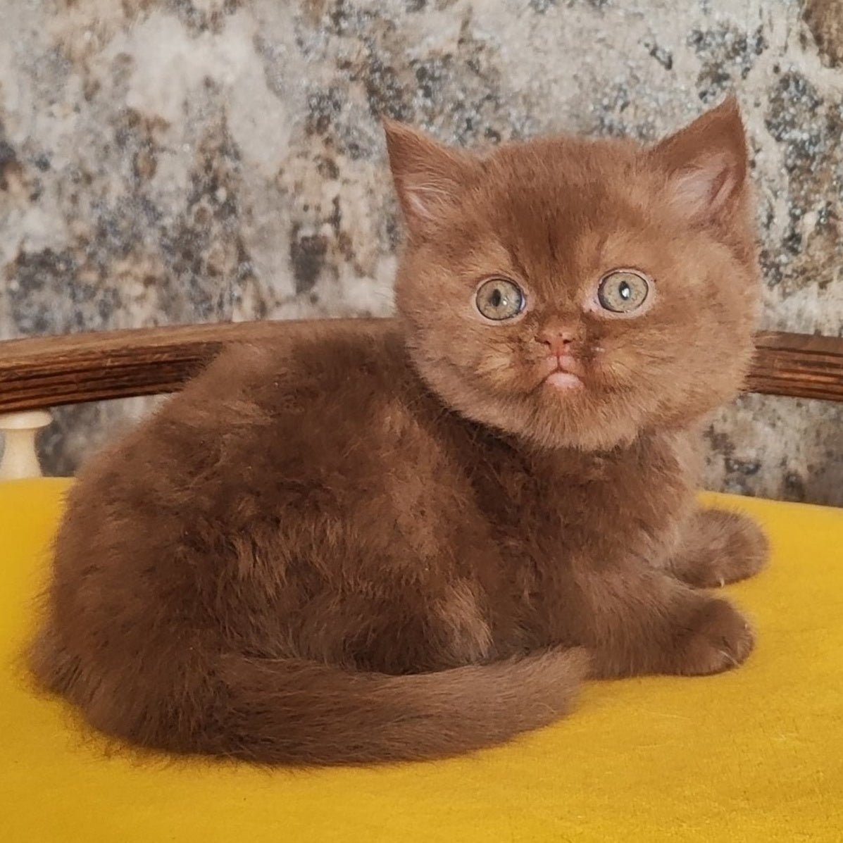 Barney British Shorthair male, cinnamon