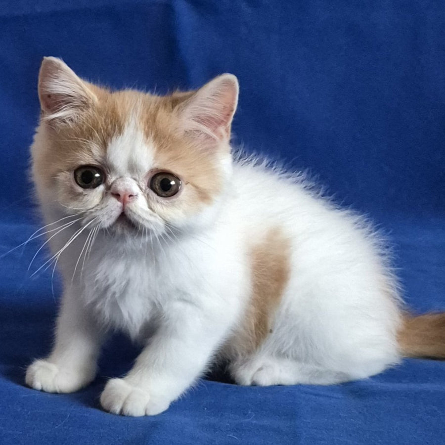 Zest Exotic male, red spotted tabby bicolour