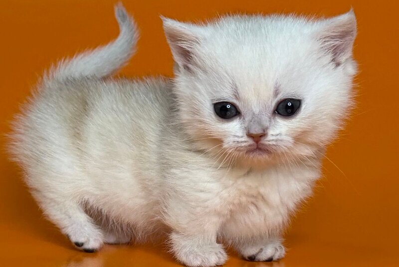 Zynar Munchkin male black silver shaded - live animals