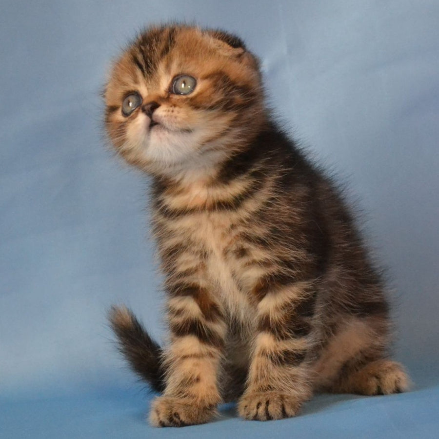 Rumba Scottish Fold female, black tortie tabby