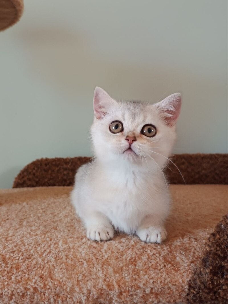 Mickey Munchkin male black silver shaded - live animals