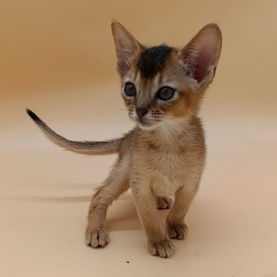 Nelson Abyssinian male, ruddy