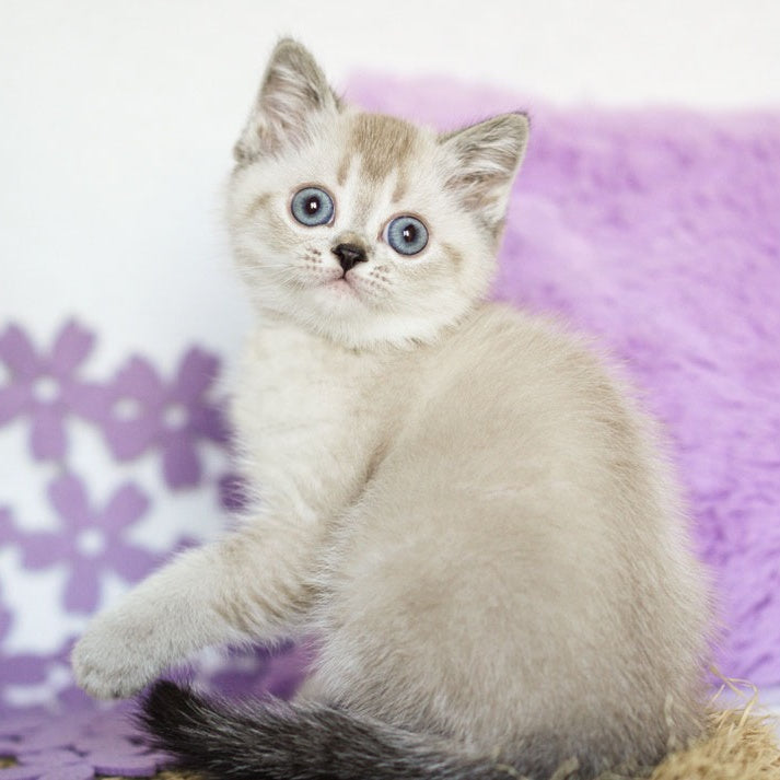 Uoker Scottish Straight male, black ticked tabby pointed