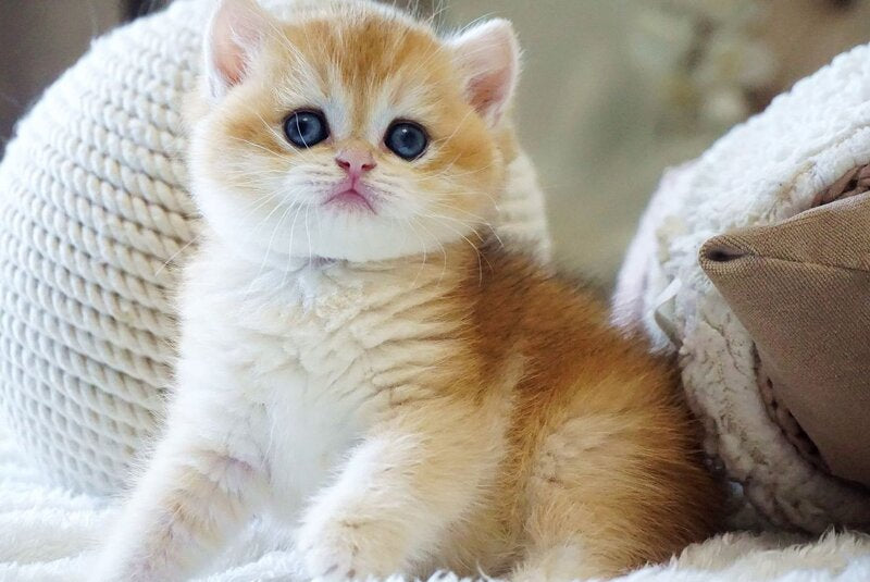 Dale British Shorthair male, black golden chinchilla