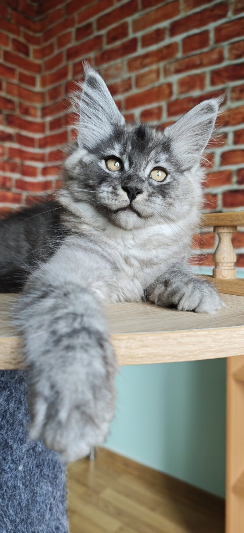Freya Maine Coon female, black silver