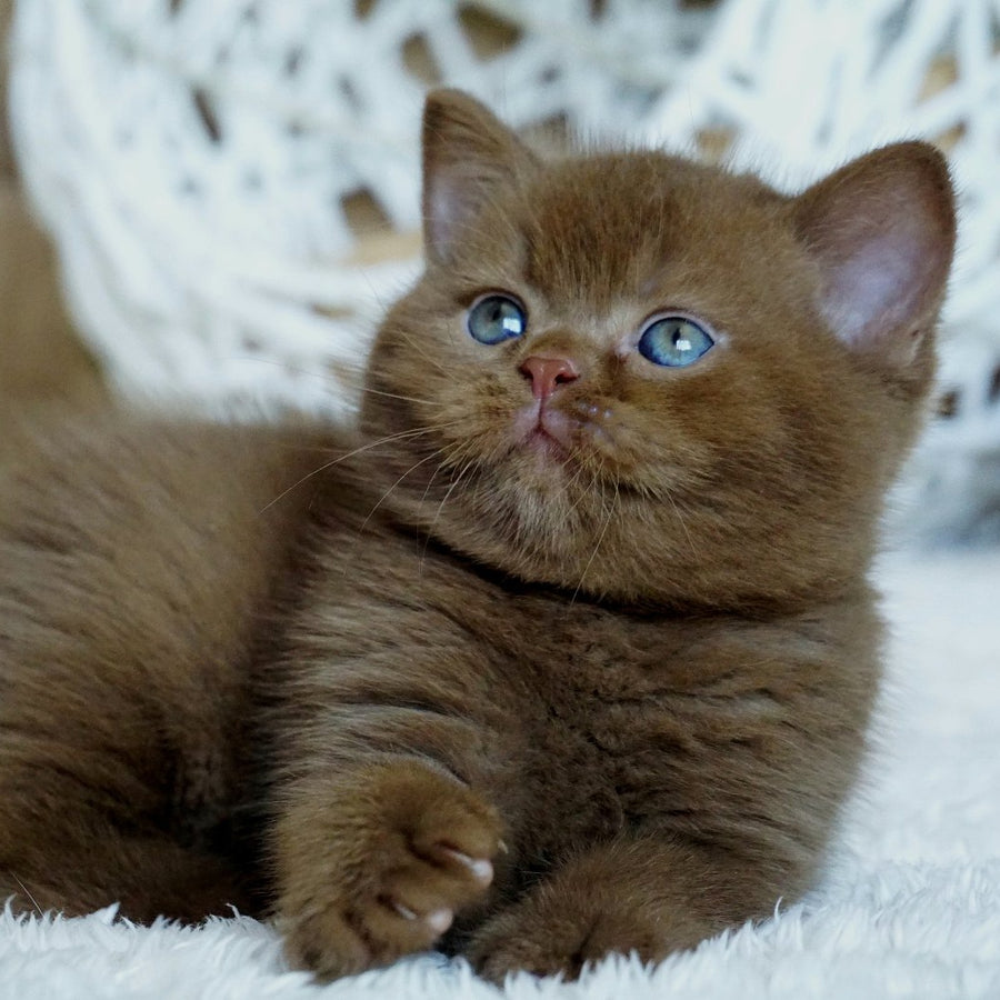 Miki British Shorthair male, cinnamon