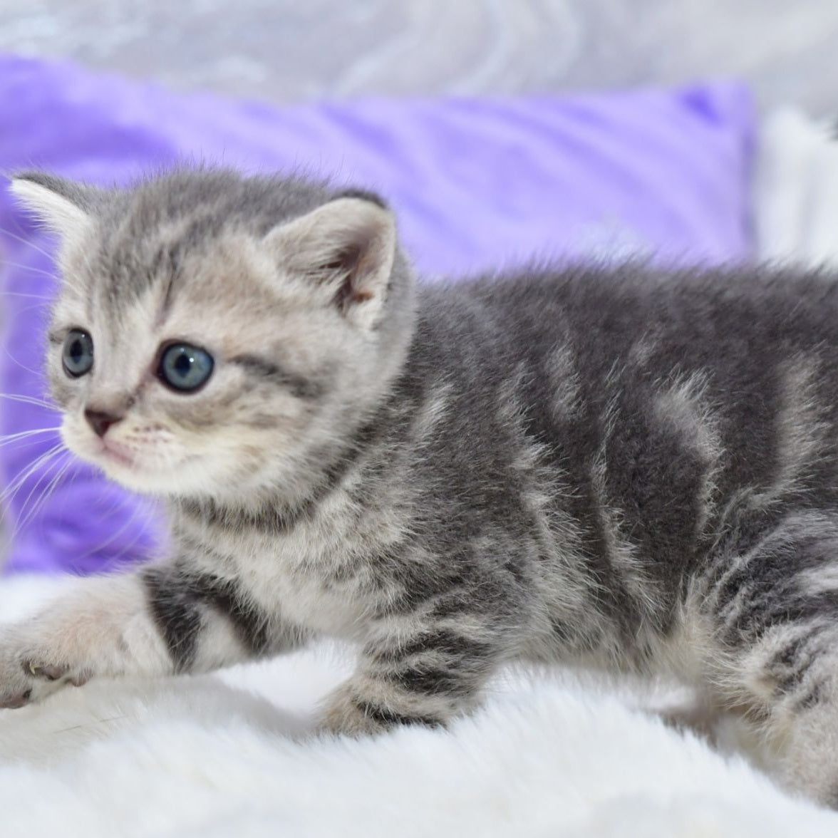 Laki Scottish Straight male, blue tabby