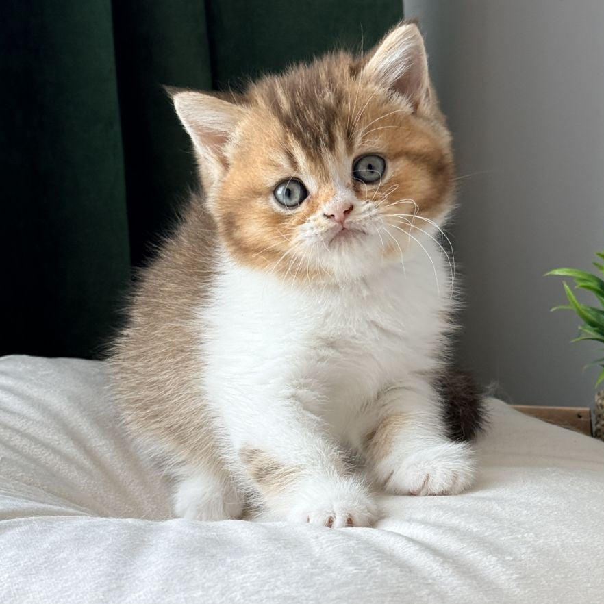 Brandon British Shorthair male, chocolate ticked tabby bicolour