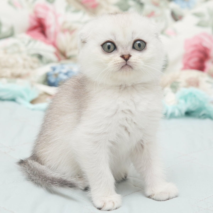 Haney Scottish Fold female, black silver shaded