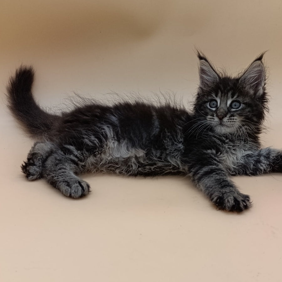 Orion Maine Coon male, black silver tabby