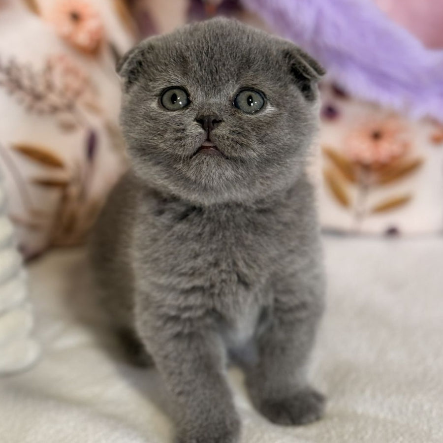 Polinochka Scottish Fold female, blue