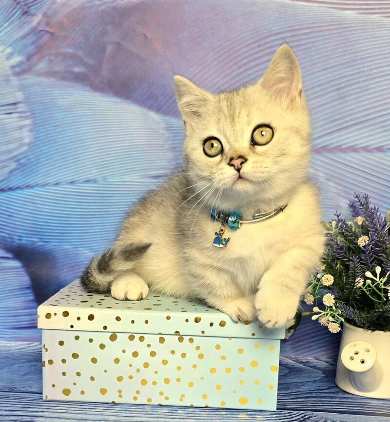Luna Munchkin female black silver spotted tabby - live animals