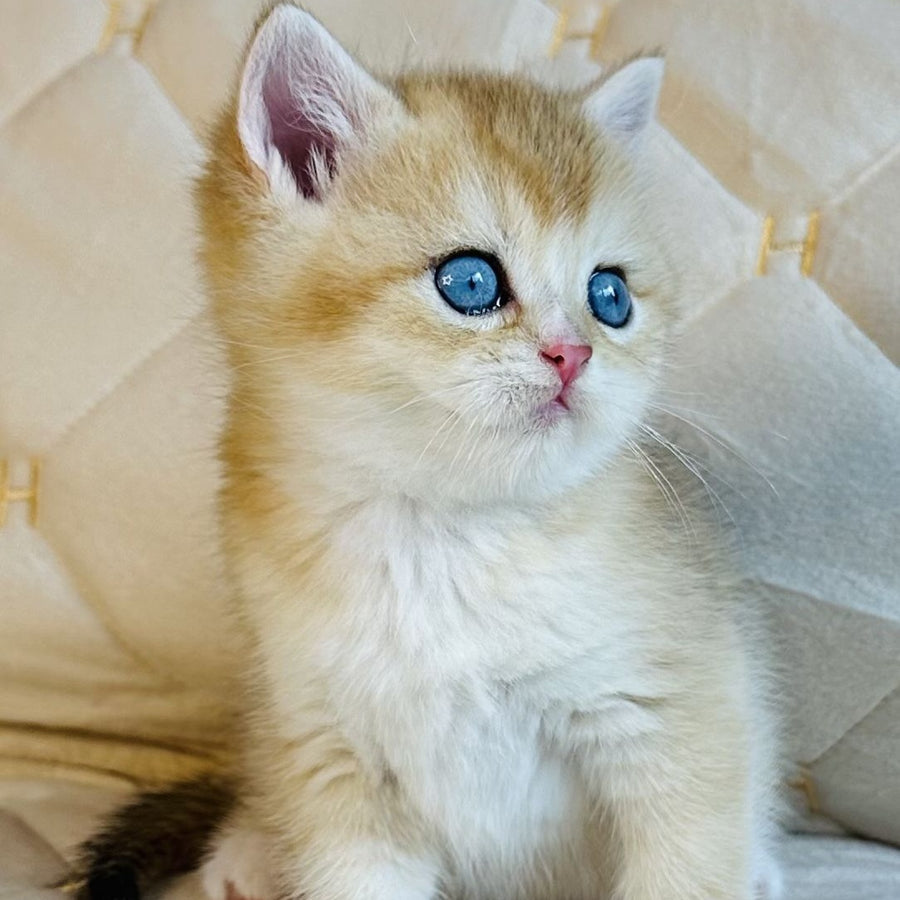 Finik British Shorthair male, black golden shaded with white