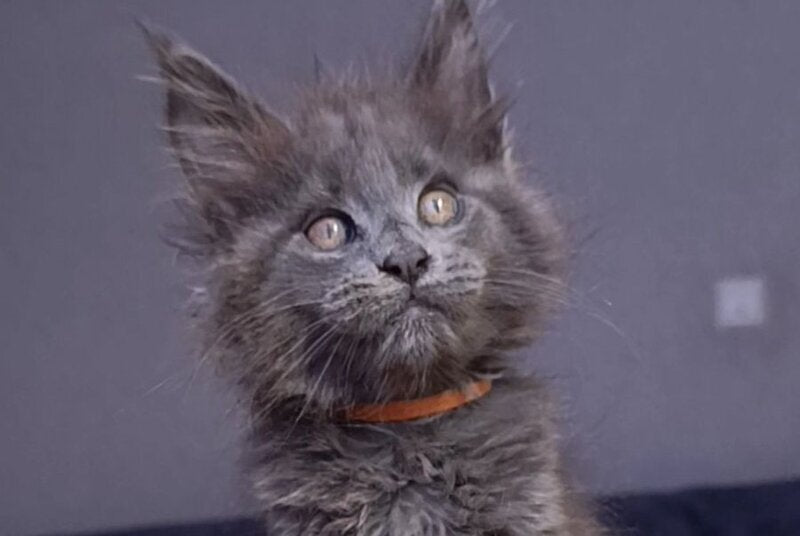 Parker Maine Coon male blue - live animals
