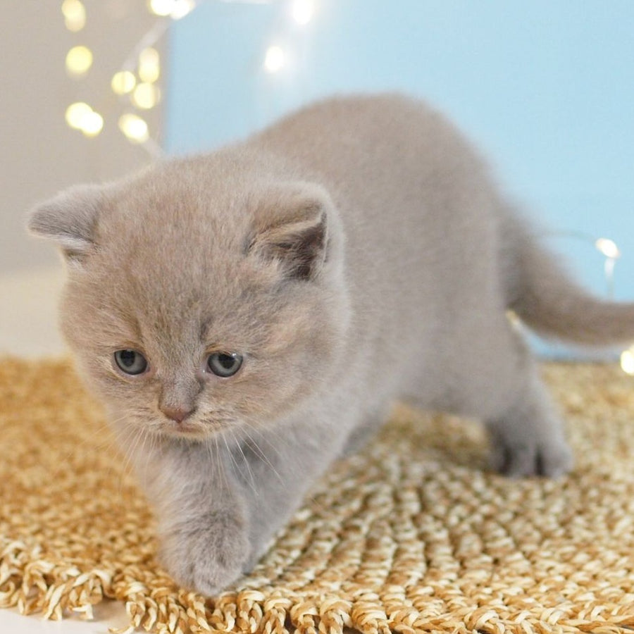 Perl British Shorthair female, lilac