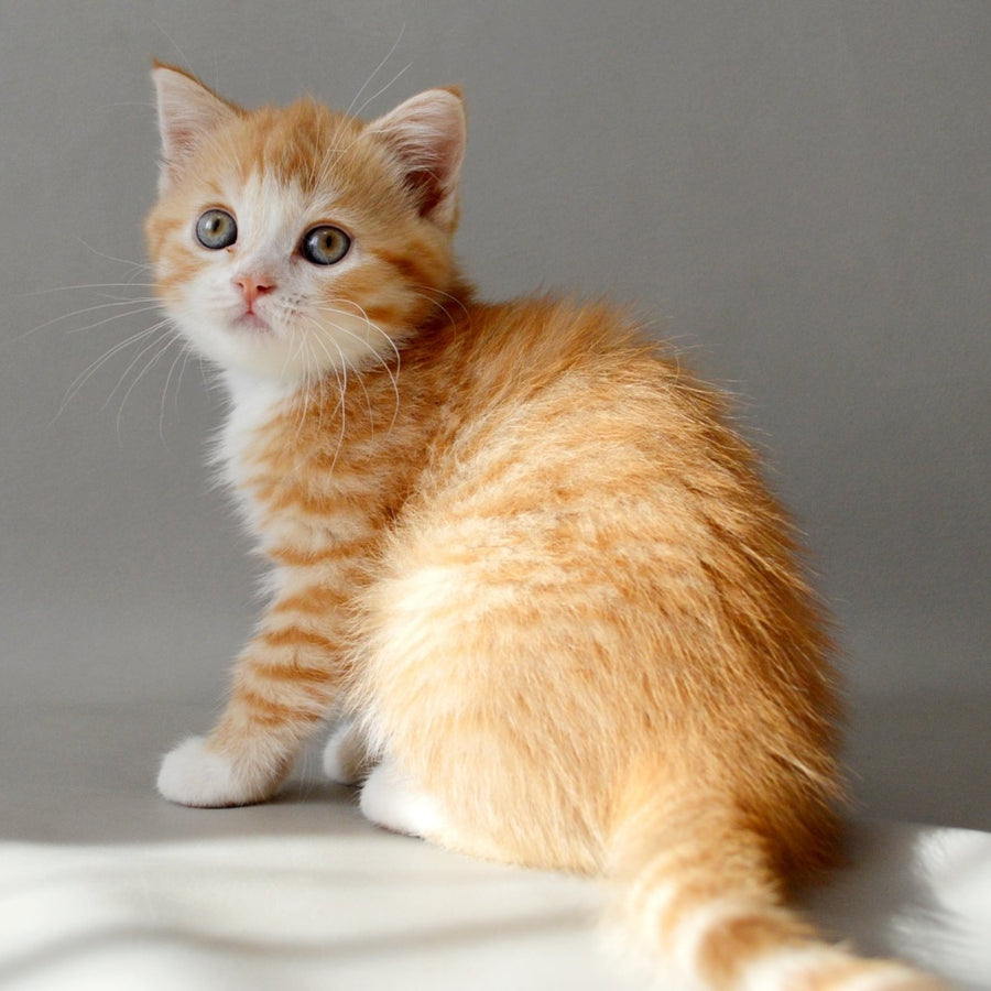 Wilma Scottish Straight female, red spotted tabby bicolour