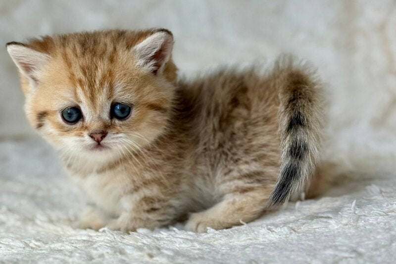 Ziva Munchkin female black golden spotted tabby - live animals