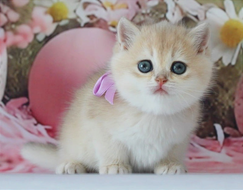 Fifa British Shorthair female blue golden chinchilla live animals