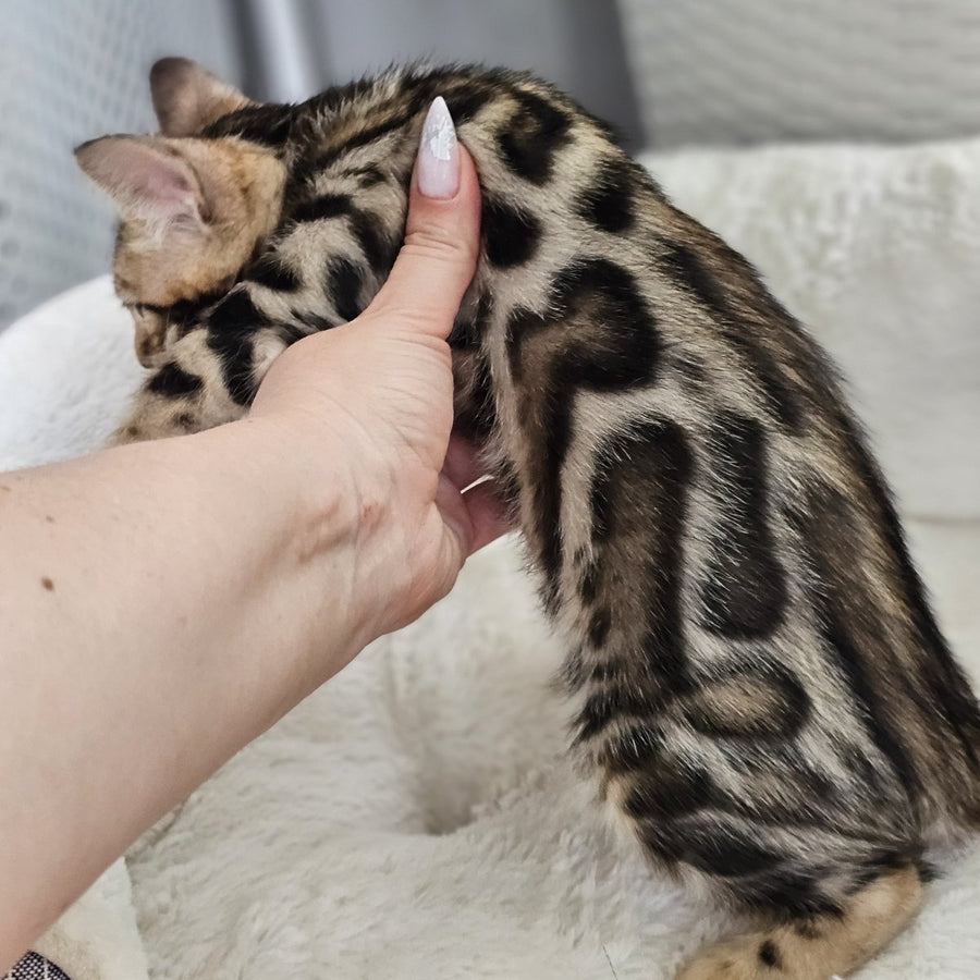 Tahiti Bengal male, black spotted tabby