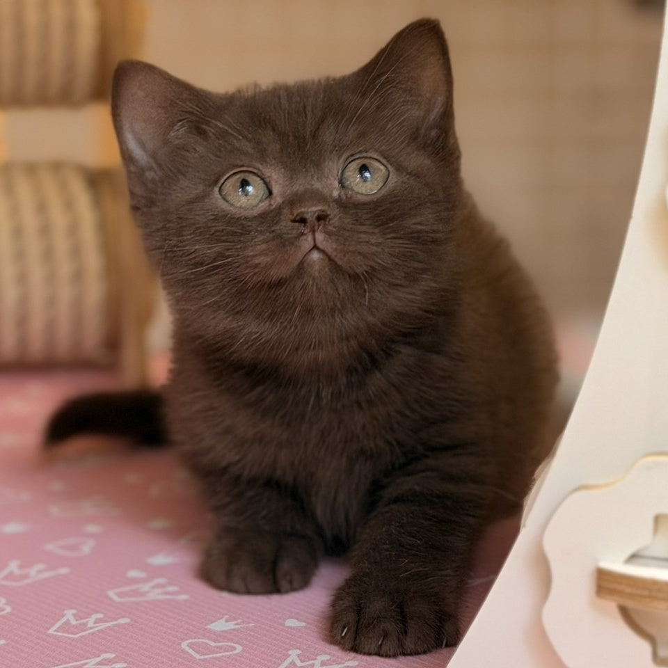 Stanley British Shorthair male, chocolate