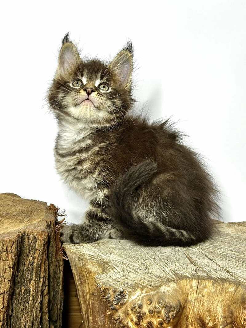 Jetta Maine Coon female black tabby - live animals