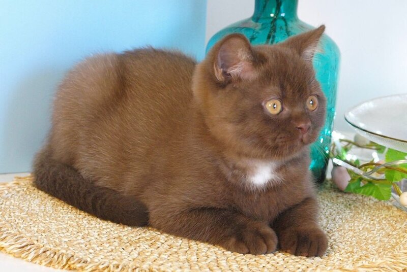 Neo British Shorthair male chocolate - live animals