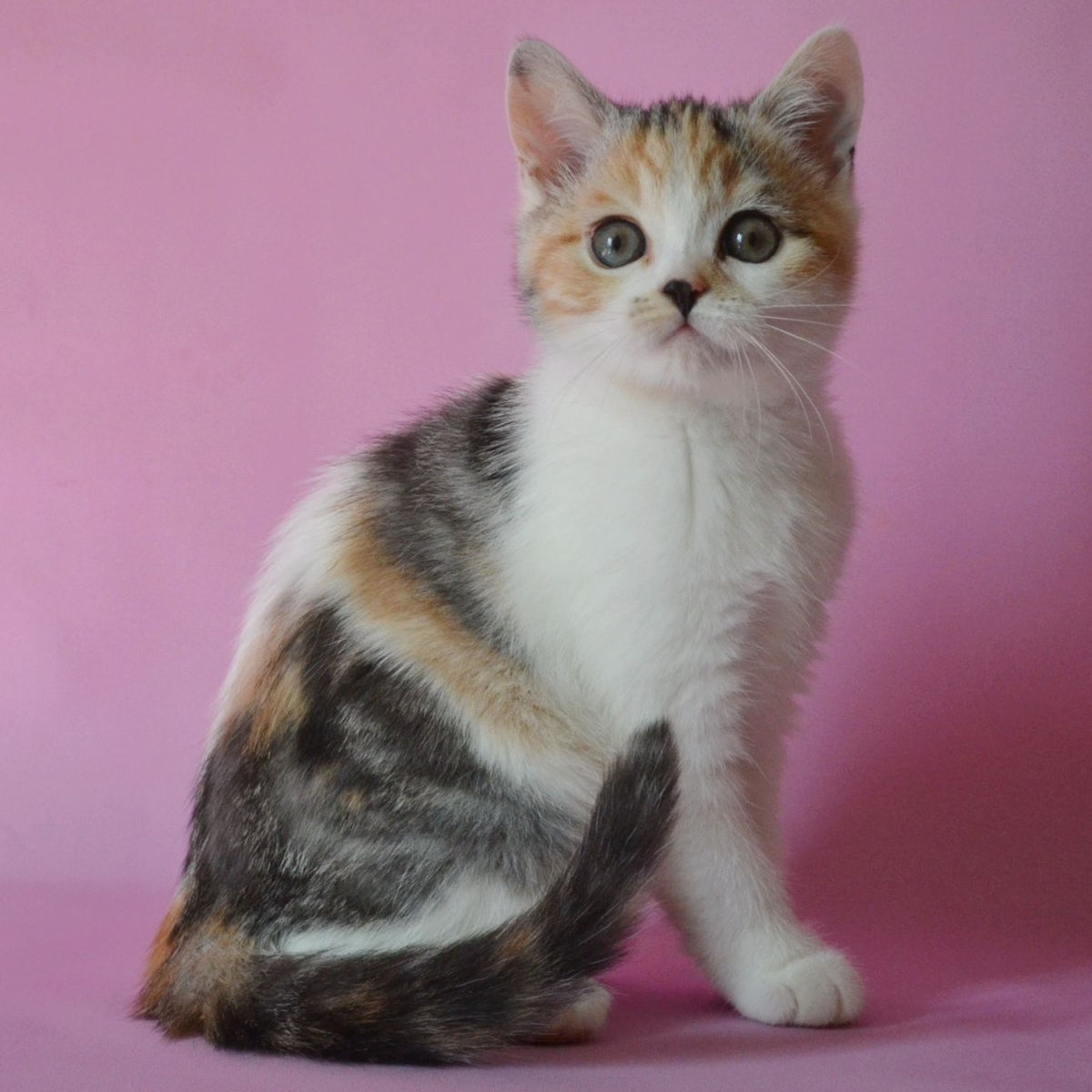 Sandi Scottish Straight female, black tortie silver tabby bicolour