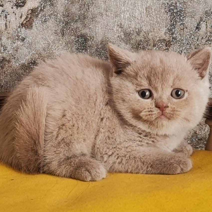 Bounty British Shorthair female, fawn