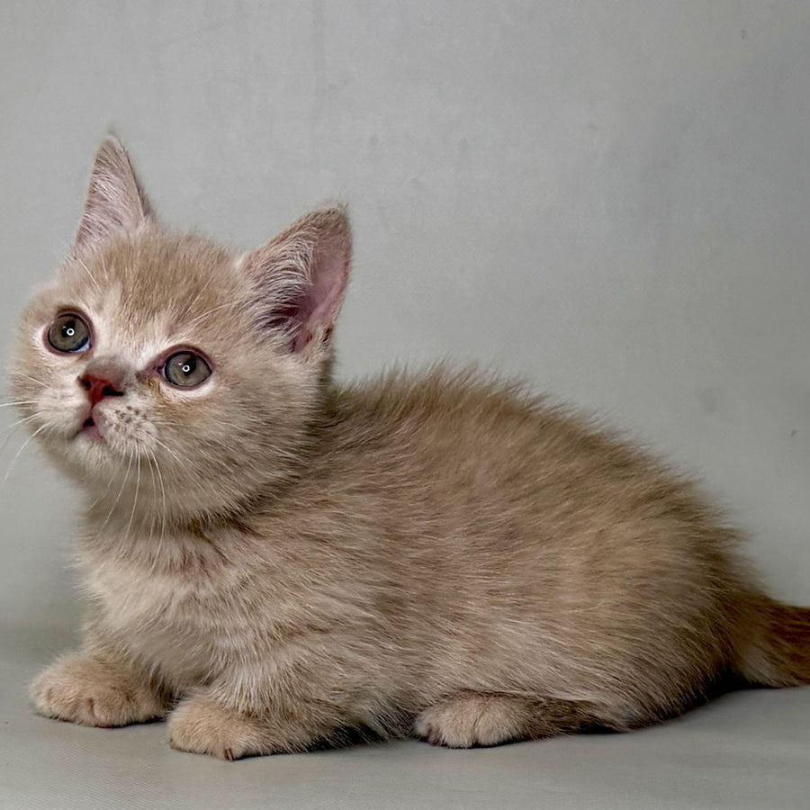 Odie Munchkin male, lilac