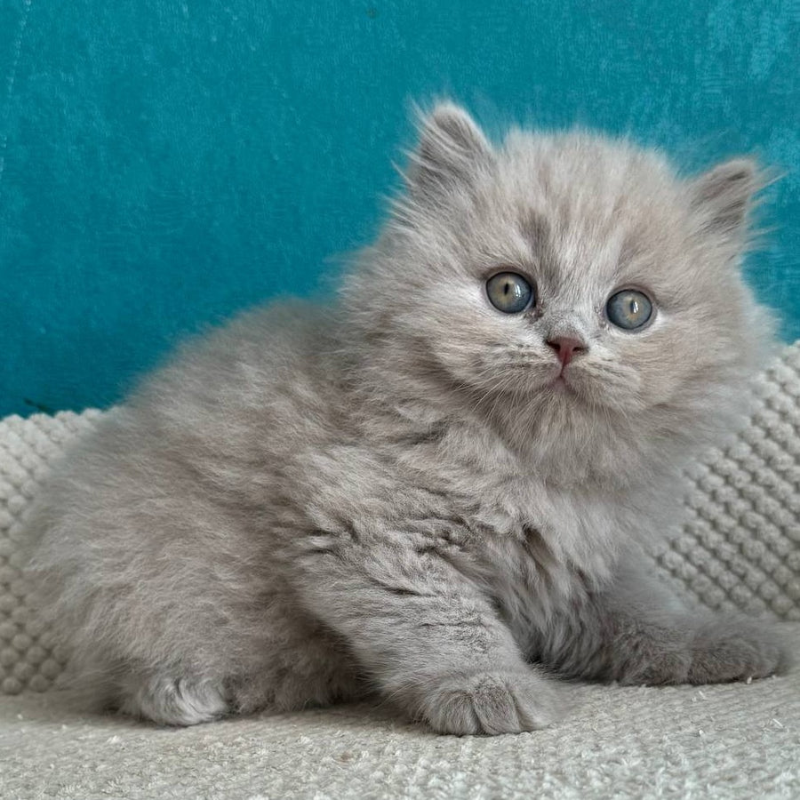 Bear British Longhair male, lilac