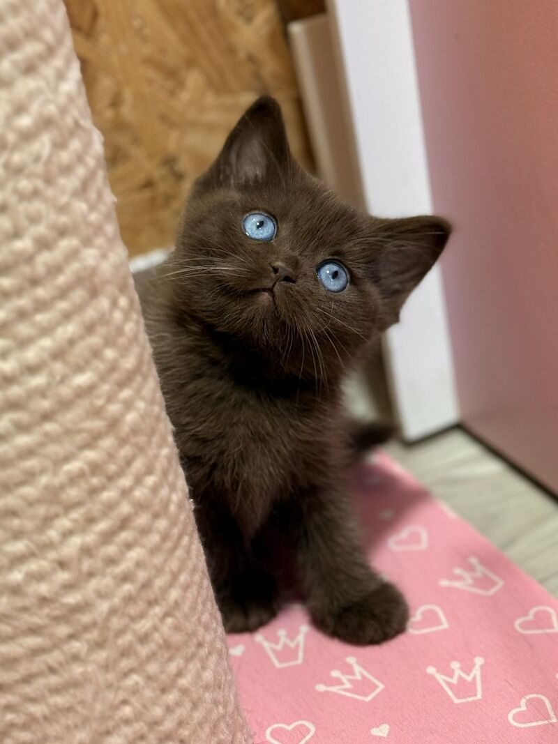 Jasmine British Shorthair female, chocolate