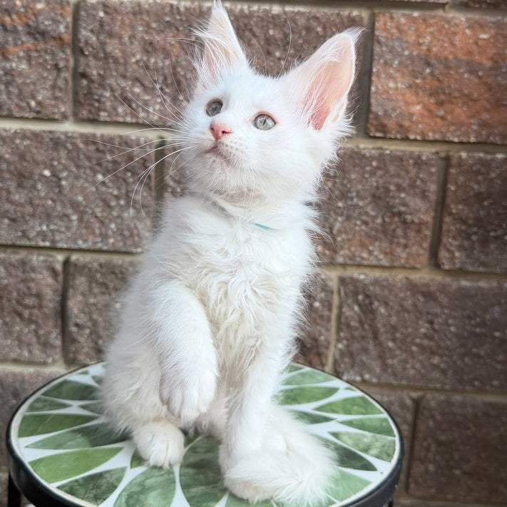Ziggy Maine Coon male, white