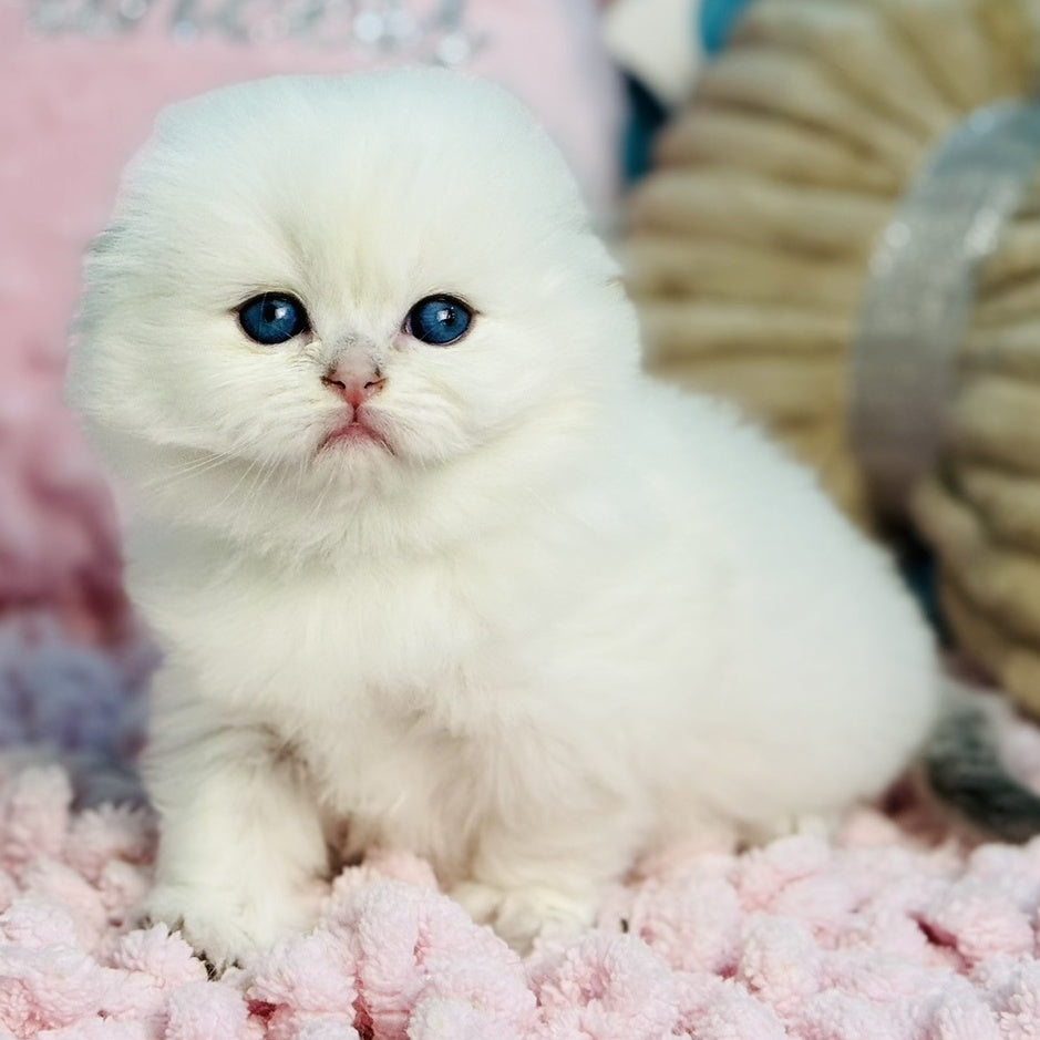 Iriska Scottish Fold female, black silver shaded pointed