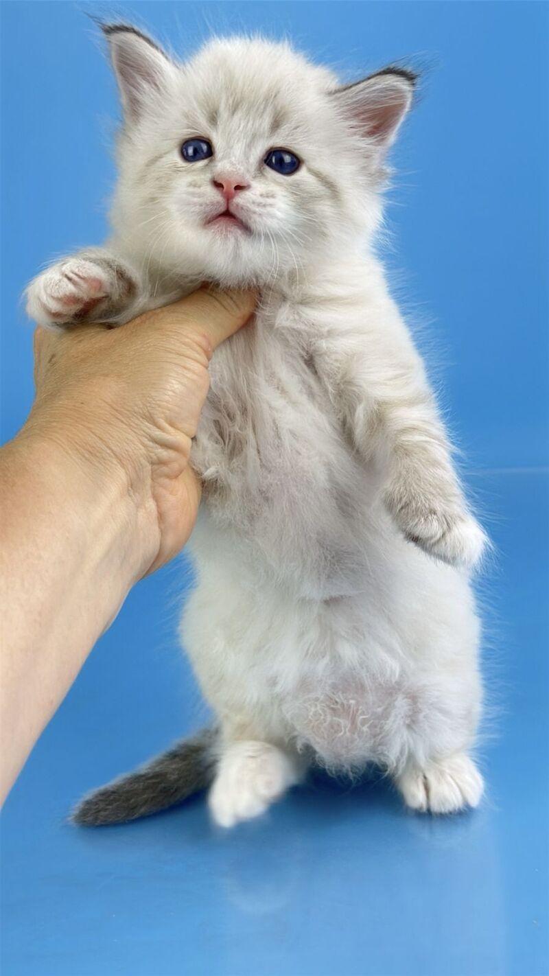 Winston Siberian male seal tabby pointed with white - live animals