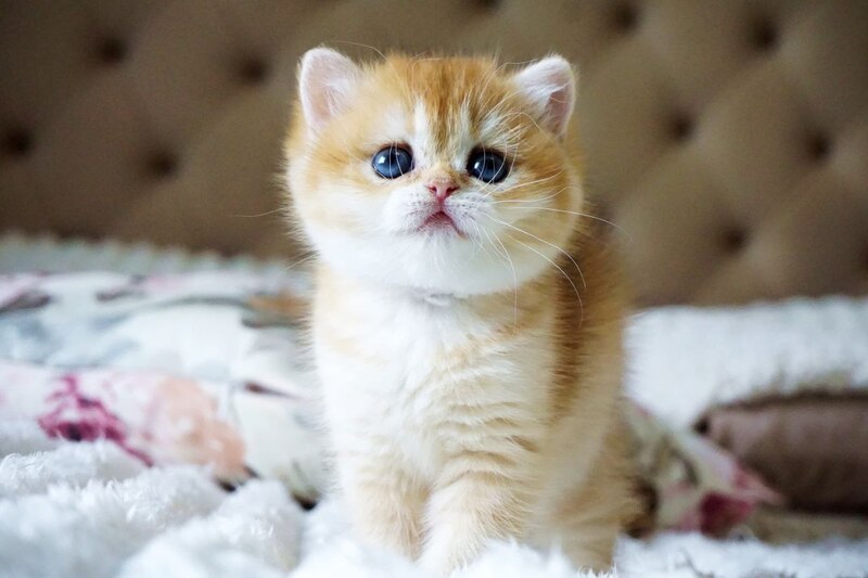Iris British Shorthair female, black golden chinchilla