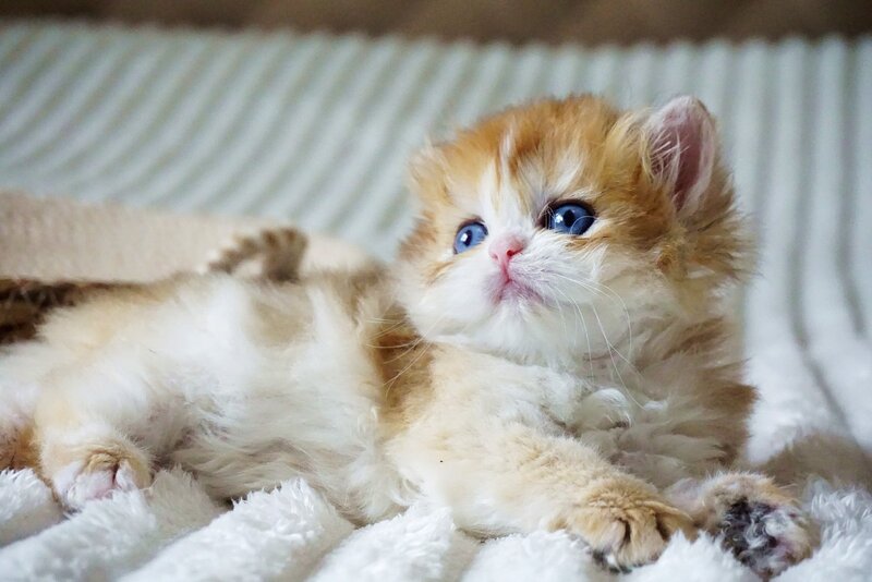 Jina British Longhair female, black golden shaded